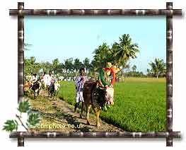 Pongal Cow Worship