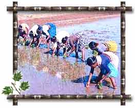 Pongal Harvest