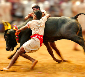 Mattu Pongal