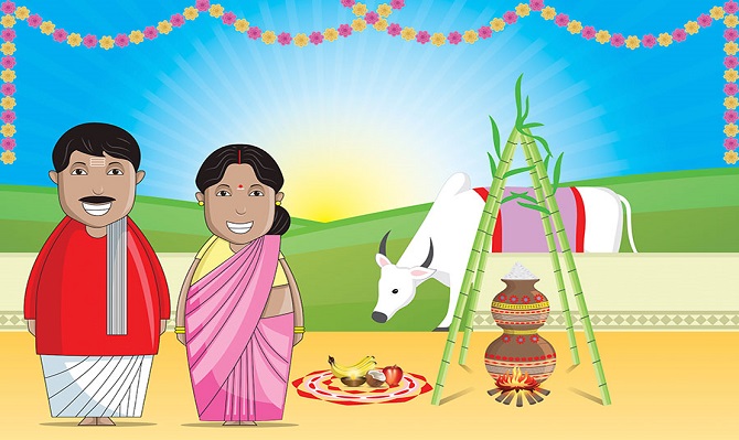 Image of Sketch Of Outline Editable Illustration Of A Indian Traditional  Harvest Festival Makara Sankranti Or Pongal Celebration With Making Sweets  And Play With Cow As A Jallikattu In A Villages.-YS095397-Picxy